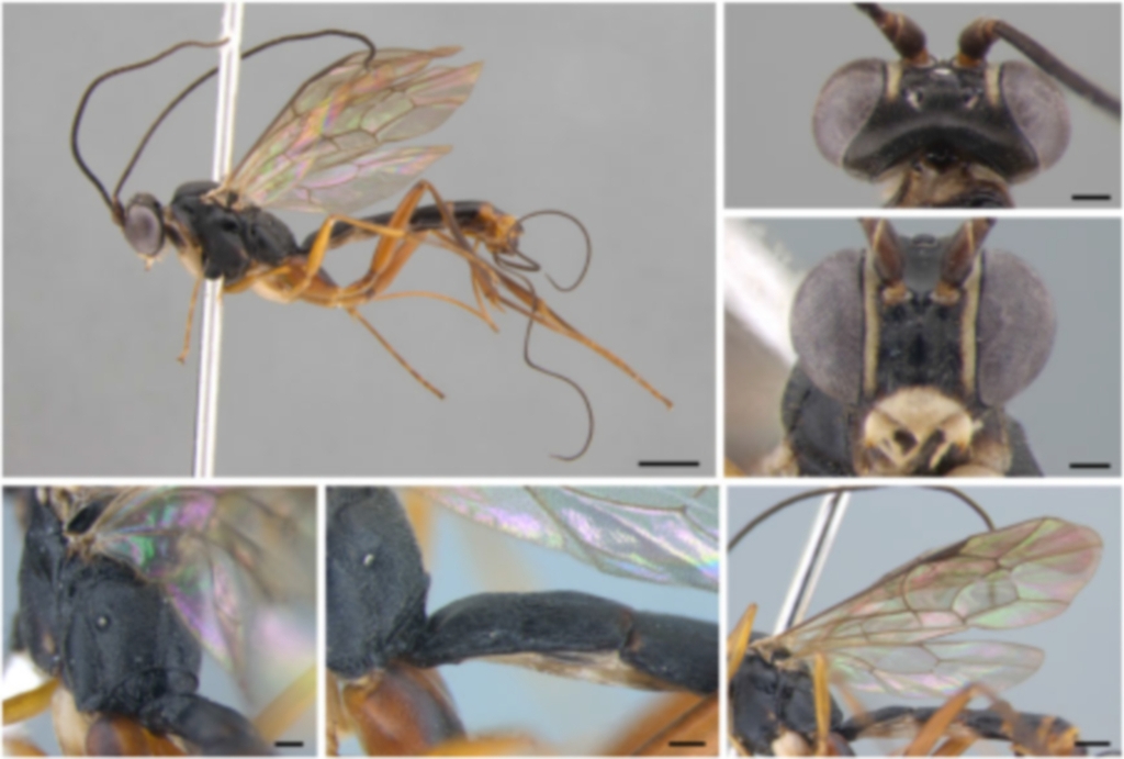 국가생물종목록에 새로 등재된 소백털털이맵시벌. [국립생물자원관 제공. 재판매 및 DB 금지]