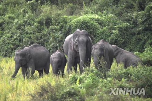 셀카가 뭐라고…인도 남성, 야생코끼리 접근해 사진찍다 압사