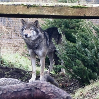 英 동물원, 우두머리 죽자 나머지 늑대 4마리도 안락사 '논란'