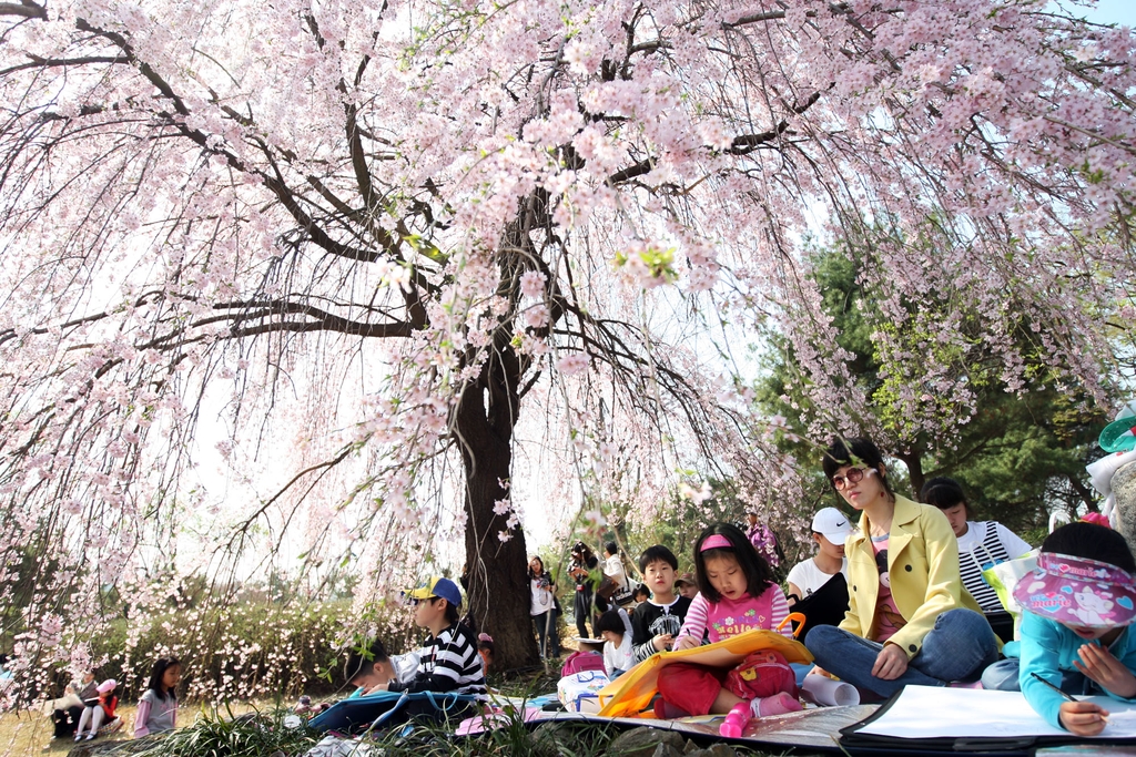 서울 국립현충원 벚꽃이 만발한 벚나무 아래에서 학생들이 그림을 그리고 있다. 2009년 [연합뉴스 자료사진]