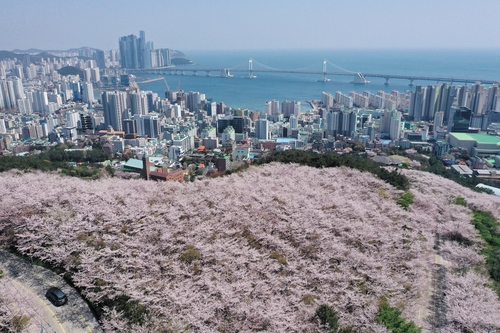 부산 황령산 자락에 벚꽃이 만개해 장관을 이루고 있다. 2020년 [연합뉴스 자료사진]