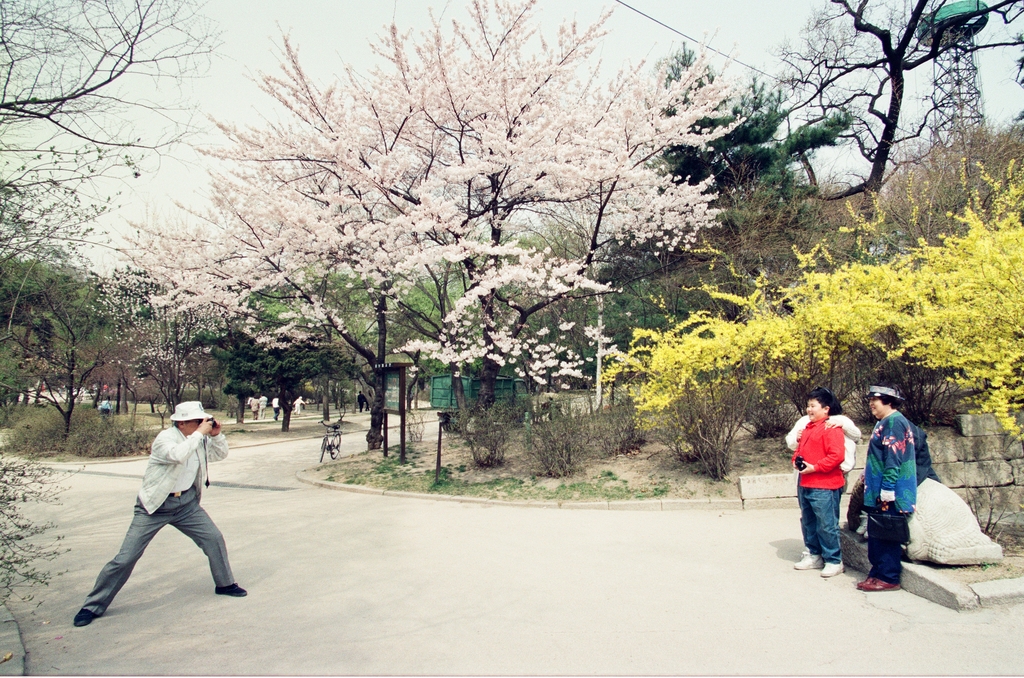 만발한 벚꽃 아래서 기념사진을 찍는 시민들. 1995년 [연합뉴스 자료사진]