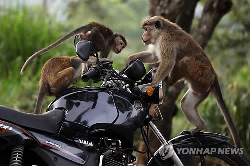 오토바이 위에서 놀고 있는 스리랑카 토크 마카크 원숭이.