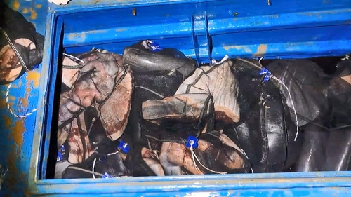 불법으로 잡은 고래 1.4t 운반한 3명 체포…포획·유통책 추적