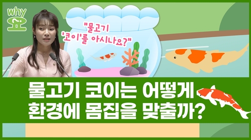 [Why요?] 물고기 코이는 어떻게 환경에 몸집을 맞출까?