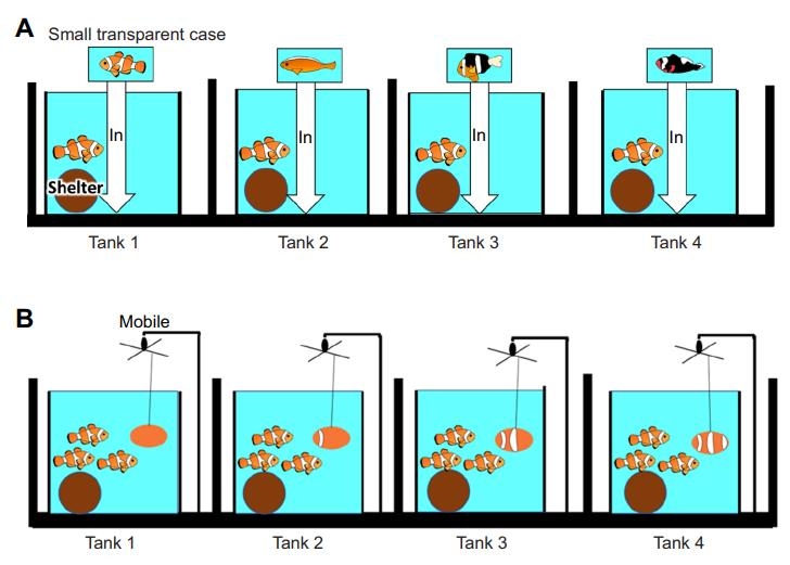 줄무늬 수가 다른 물고기와 모형을 이용한 흰동가리 반응 실험