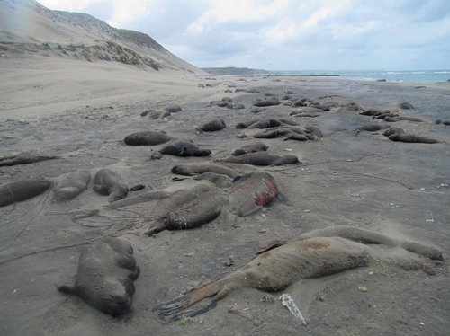 지난해 10월 아르헨티나 해안가에서 발견된 남방코끼리물범 사체