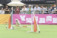 양천구, 지자체 최대 반려동물 축제 'Y-펫밀리' 성황리 종료