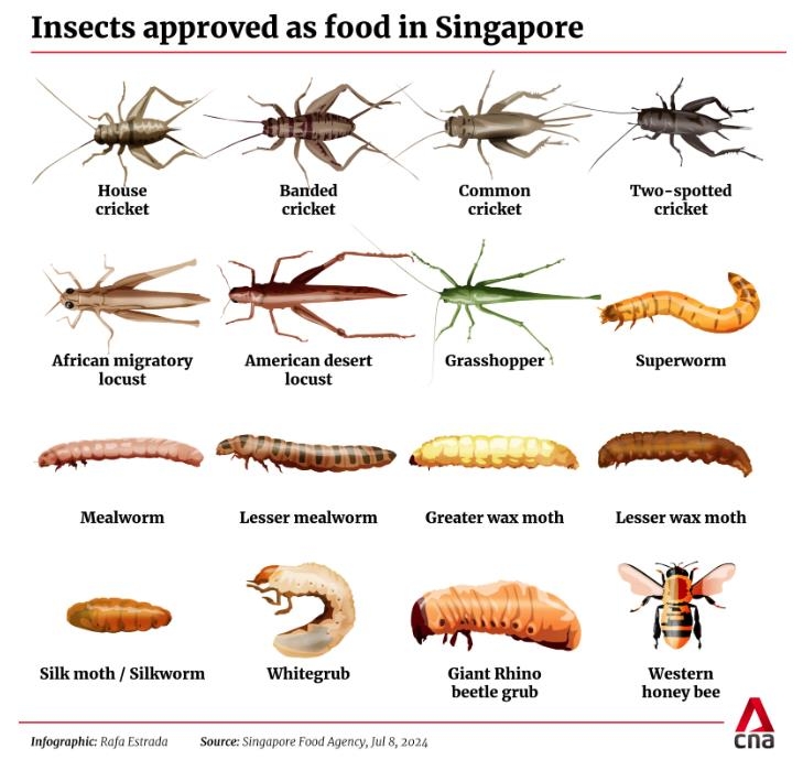 싱가포르 정부가 식품으로 승인한 곤충 16종