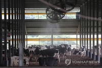 '폭우·폭염 기승' 강원도, 가축 방역·양식 어류 관리 강화