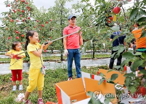 장수 사과 수확 체험