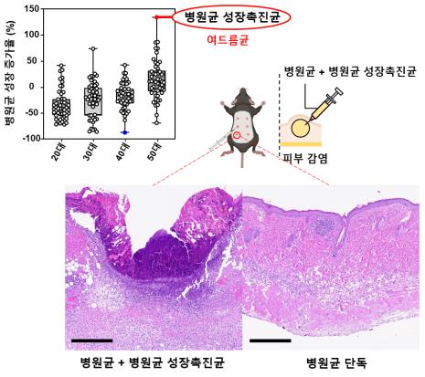 병원균 성장촉진균의 피부 병증 악화 확인