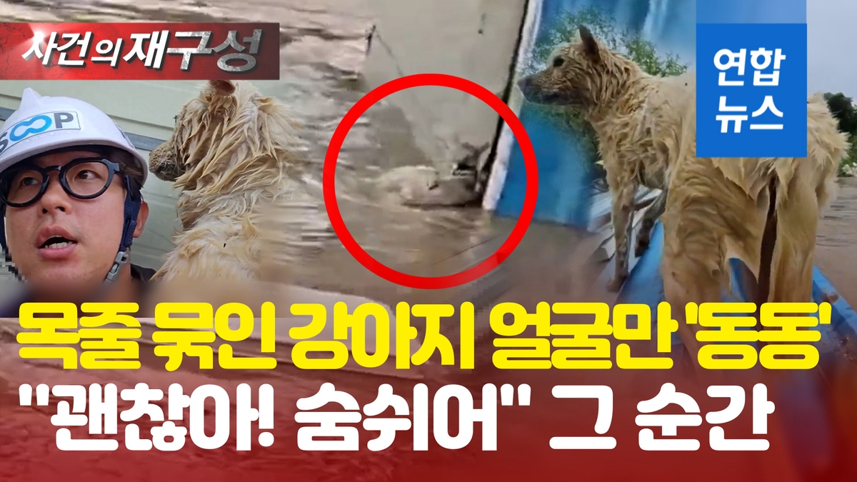[영상] "어! 강아지" 목줄 묶인채 얼굴만 동동…익사 직전 극적 구조