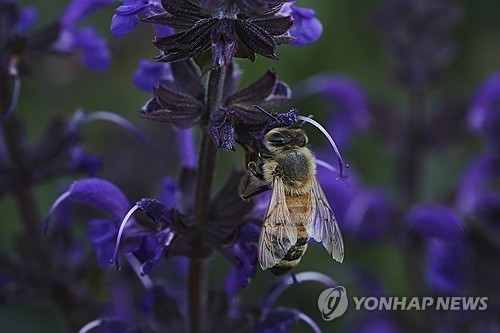 벌·나비까지 죽이는 살충제 재허용에 프랑스 분열