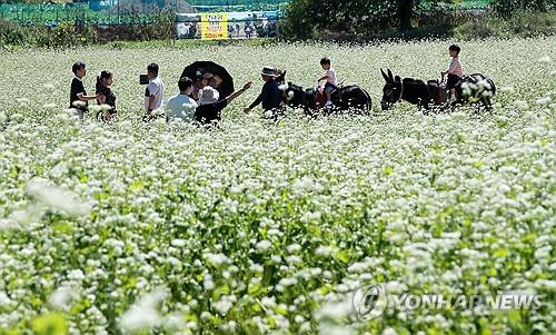 흐드러진 메밀꽃과 효석 문학의 향기…'2025 효석문화제' 개막