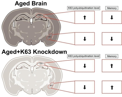 [사이테크+] "노화된 뇌의 기억력 저하 되돌릴 수 있다…쥐 실험 확인"