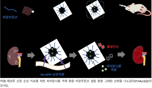전남대·지스트, '급성신부전, 만성화 차단' 치료기술 개발