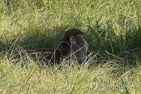 교통사고로 탈출한 美실험용 원숭이, 자녀 걱정한 엄마가 사살