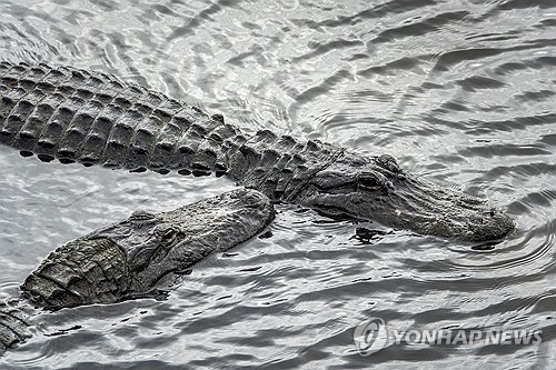 [율곡로] 악어와 악어새는 서로 돕는 친구일까