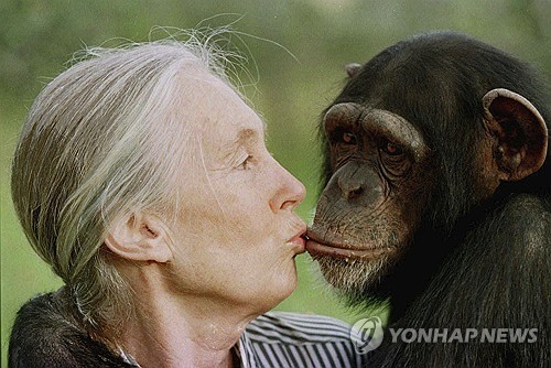 1997년 침팬지 암컷 테스와 입 맞추는 제인 구달
