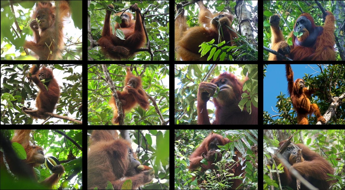 다양한 먹이를 먹는 인도네시아 수마트라 야생 오랑우탄들