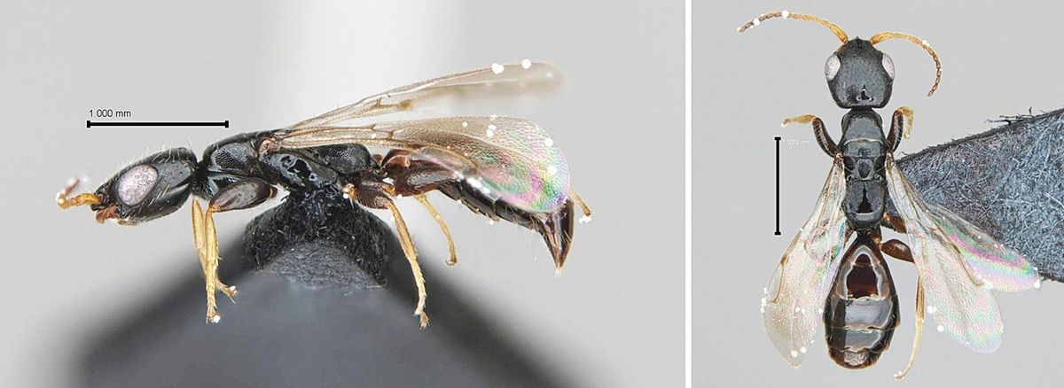 신종 '북방침벌' ⓒ 국립수목원 제공