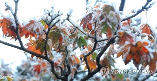 La foto, tomada el 17 de octubre de 2021, muestra escarcha en las hojas de un árbol en el monte Halla, en la isla sureña vacacional de Jeju, cuando la temperatura en la región cayó a casi 0 grados.