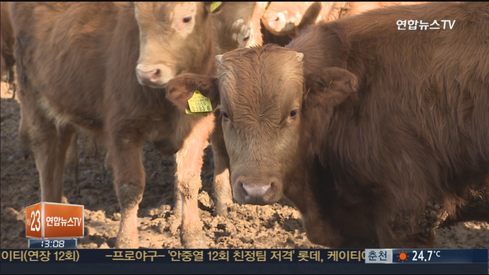 성주서 60대 남성 가축분뇨 집수조에 빠져 숨져 | 연합뉴스