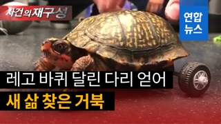[영상] 두 다리 잃었던 '장애 거북이' 레고 바퀴 덕에 맘껏 걸어