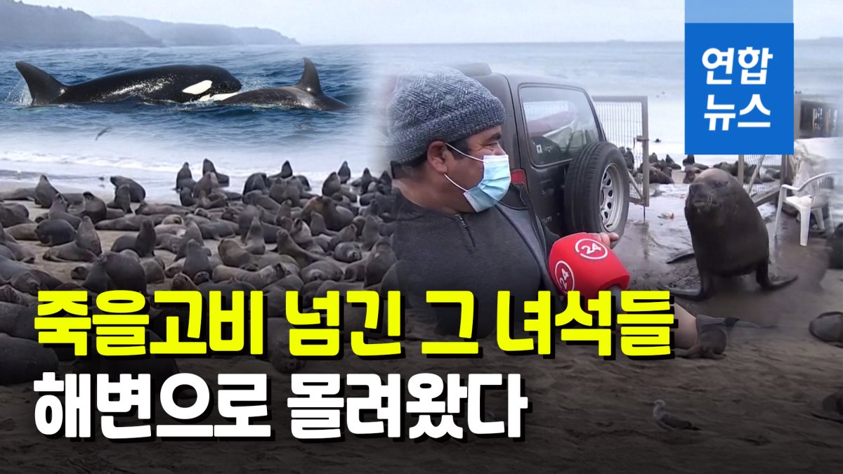 [영상] 해변 점령한 바다사자 수백마리…범고래 피해 피신