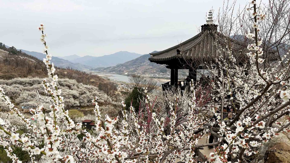 섬진강 매화마을 꽃도, 봄도 절정…4년만에 축제도
