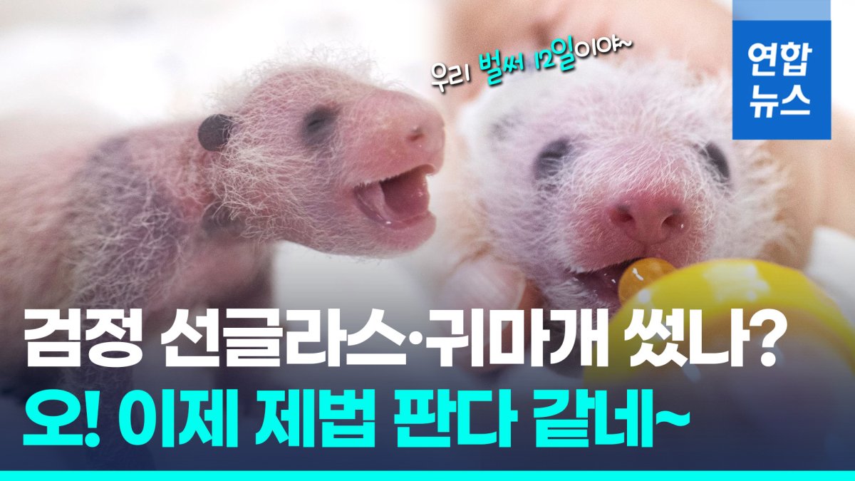 [영상] 눈·귀 까매지고, 검은 털 숭숭…생후 12일 '이제 어엿한 판다'
