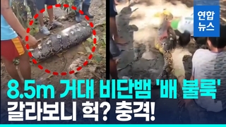 [영상] '배 불룩' 8.5m 거대 비단뱀…배 갈라보니 노인 시신 '충격'