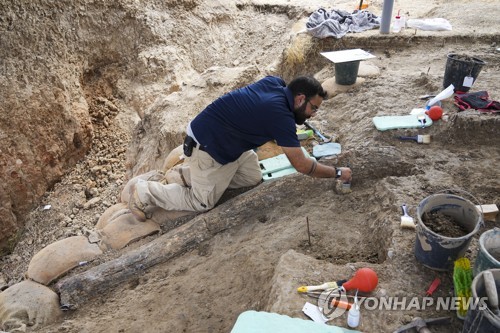 이스라엘서 50만년전 거대 코끼리 상아 화석 발굴
