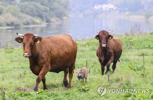 '우리는 한식구'…길잃은 아기 멧돼지 받아준 독일 농장 소떼