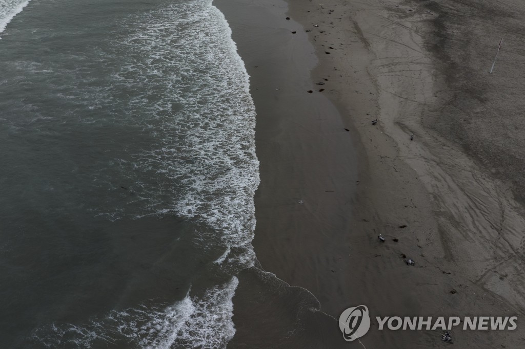 페루 해안가에 밀려 들어온 펠리컨 사체