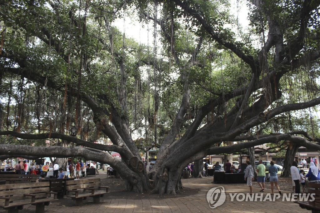 산불이 덮치기 전 마우이섬 명물이었던 150살 반얀트리(2018년 모습)