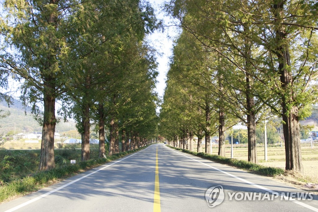 평택, 지역 특성에 맞게 가로수 수종 다양화한다 | 연합뉴스