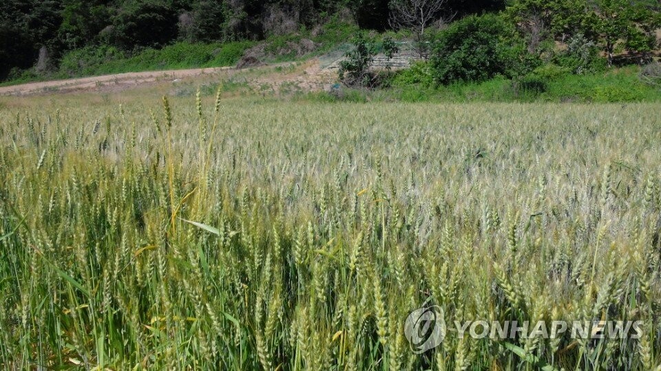Shown in this undated file photo provided by South Chungcheong Province is a wheat field. (PHOTO NOT FOR SALE) (Yonhap)