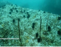 [바다 사막화] (상)우리 바다 암반 33% 해조류 사라진 사막화 현상