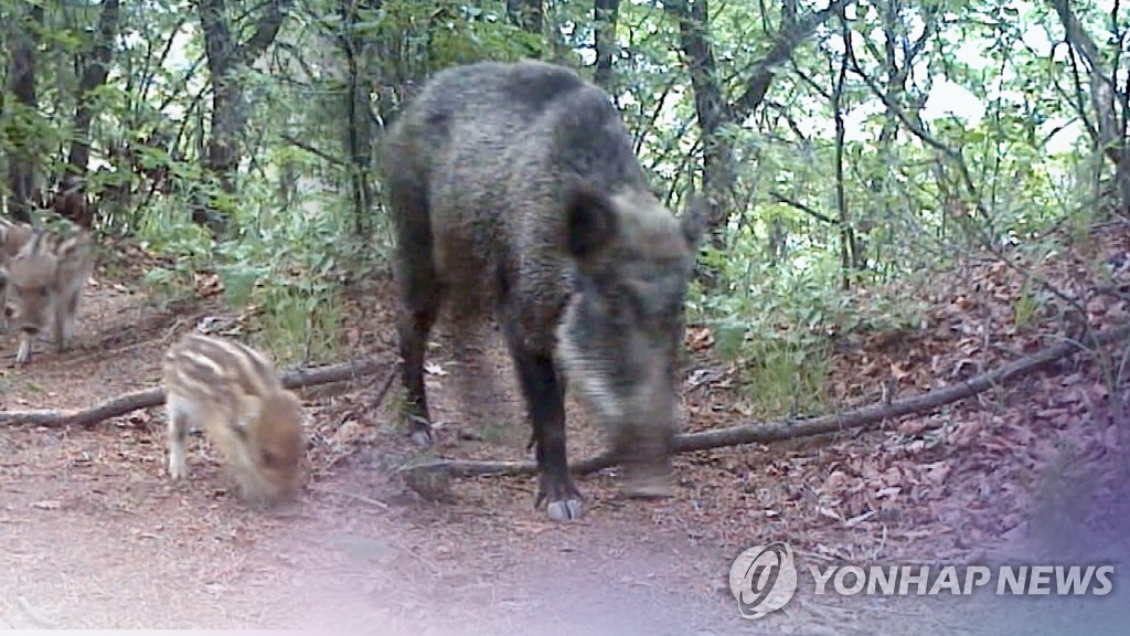 노원구 상계동에 멧돼지 출현…소방당국 "조치 예정"