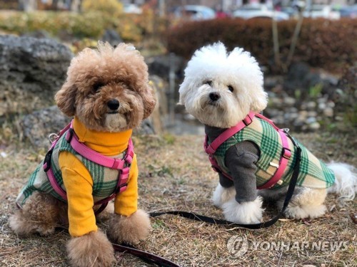 "성인 4명중 1명 반려동물 길러…개·고양이·금붕어 순"