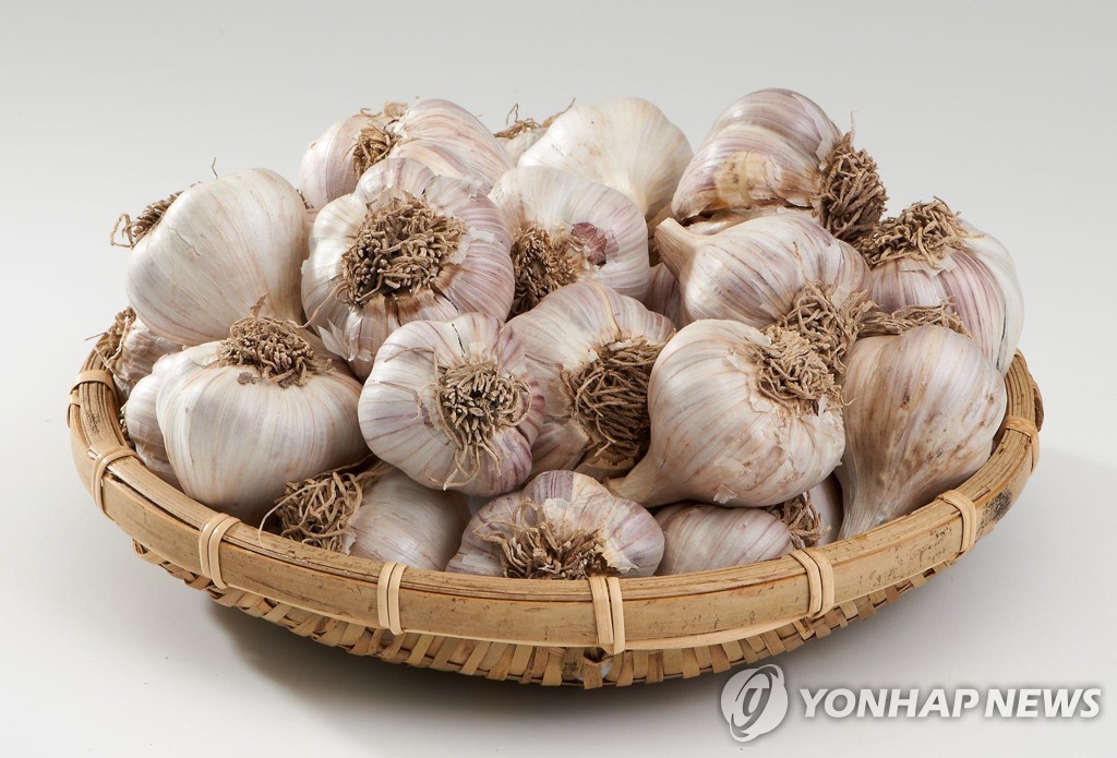 제주 햇마늘