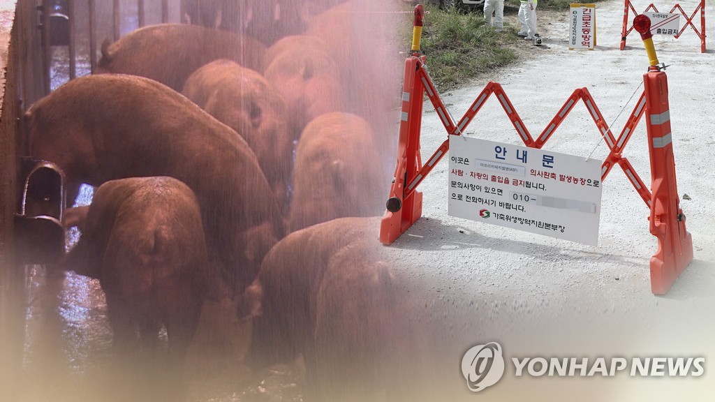 경기도 파주서 아프리카돼지열병…국내 첫 발생 (CG)