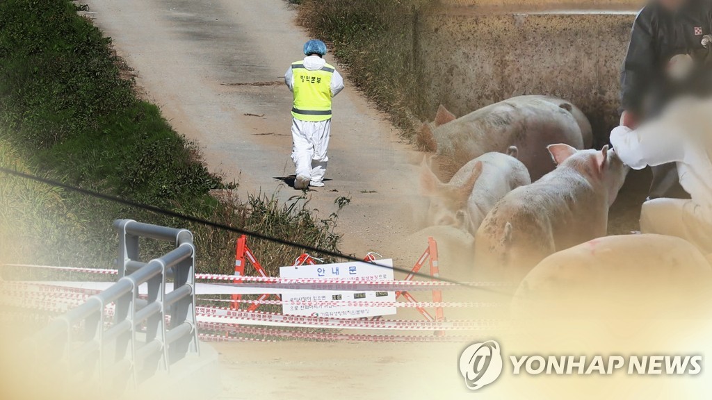 인천 강화 아프리카돼지열병