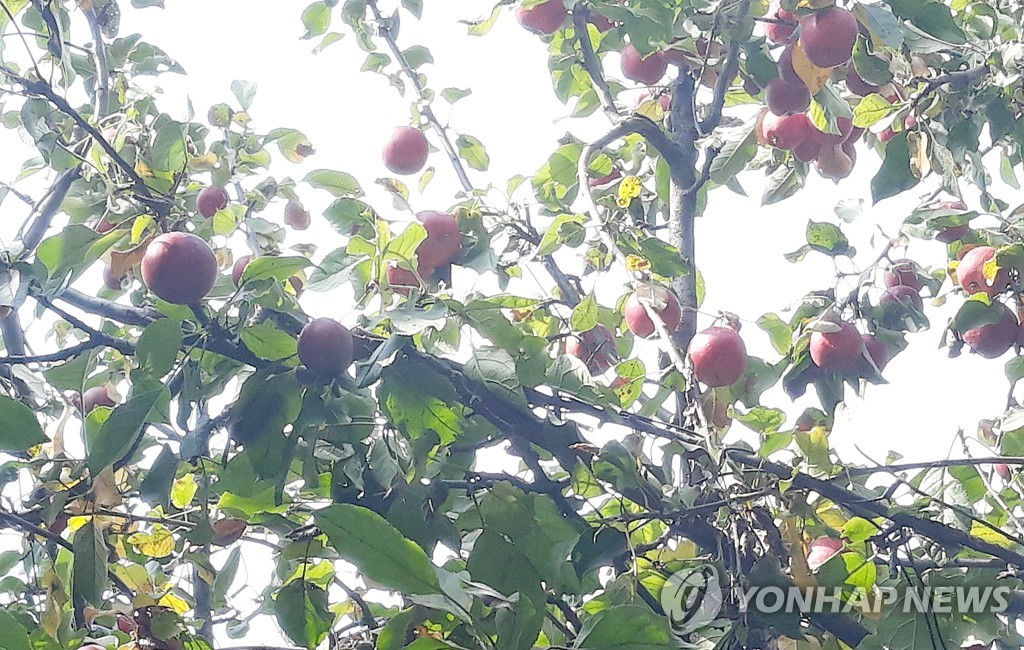 남의 땅에 몰래 사과나무 심어 수확…대법 "처벌 못해"