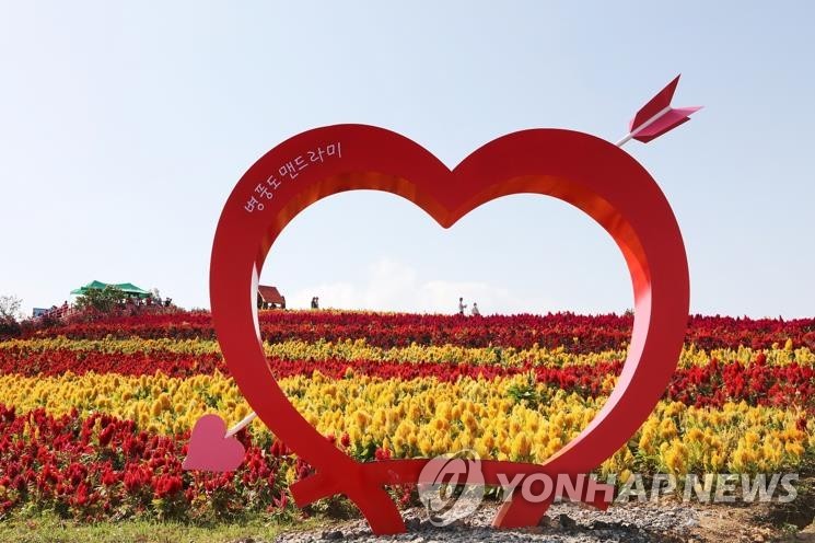 병풍도 맨드라미 축제