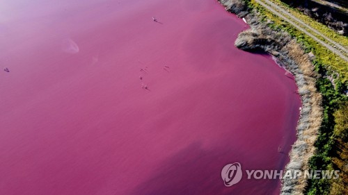 분홍색으로 변한 아르헨티나의 호수