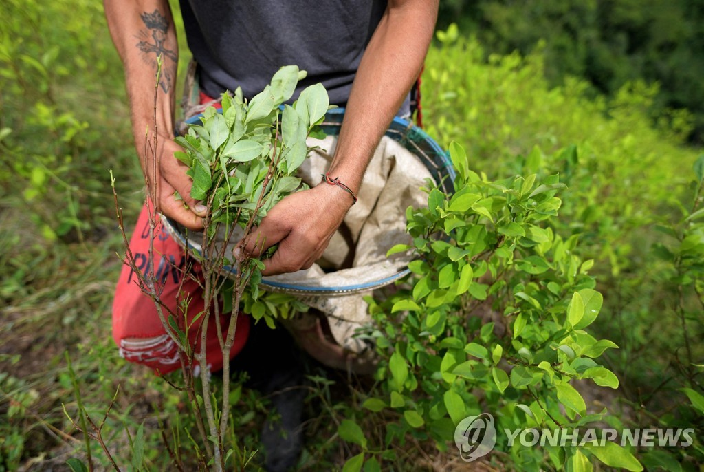 콜롬비아 코카 농장