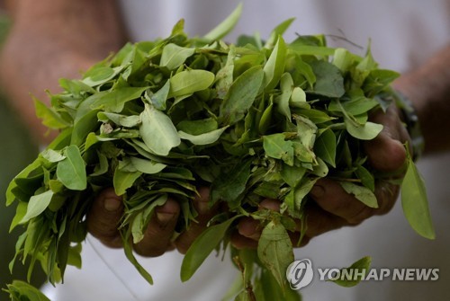 콜롬비아에서 재배된 '코카인' 원료 코카 잎 